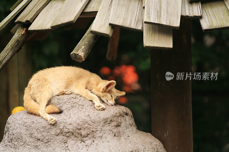 耳廓狐(Vulpes zerda)在岩石上睡觉